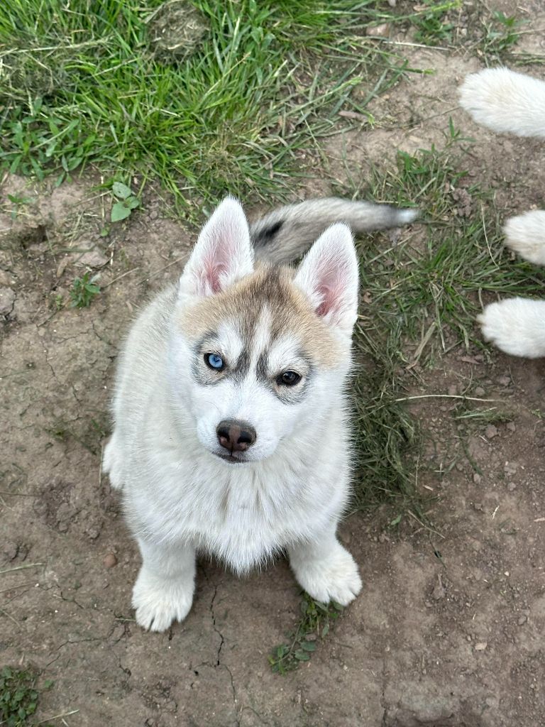 Alphareign - Chiot disponible  - Siberian Husky