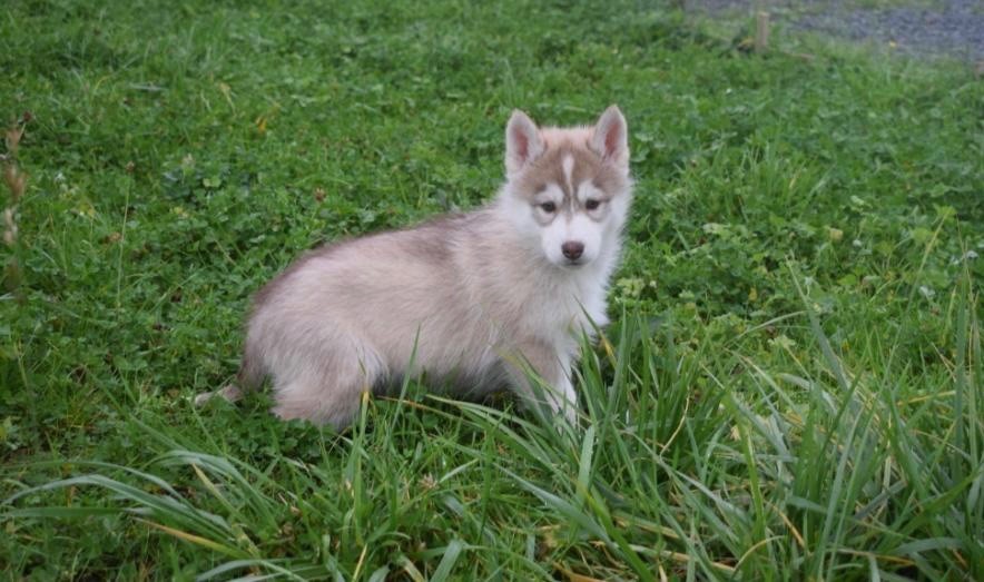 Alphareign - Chiot disponible  - Siberian Husky