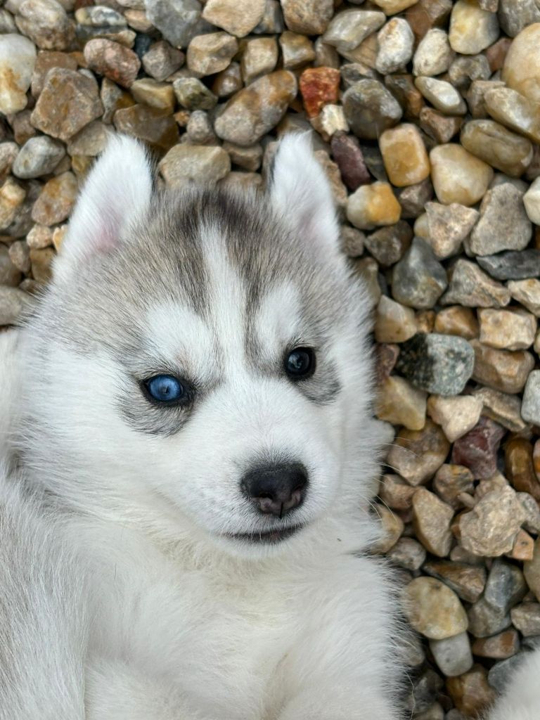 Alphareign - Chiot disponible  - Siberian Husky