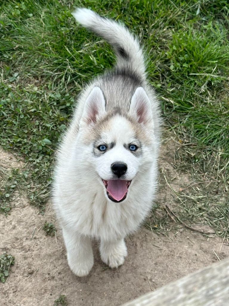 Alphareign - Chiot disponible  - Siberian Husky