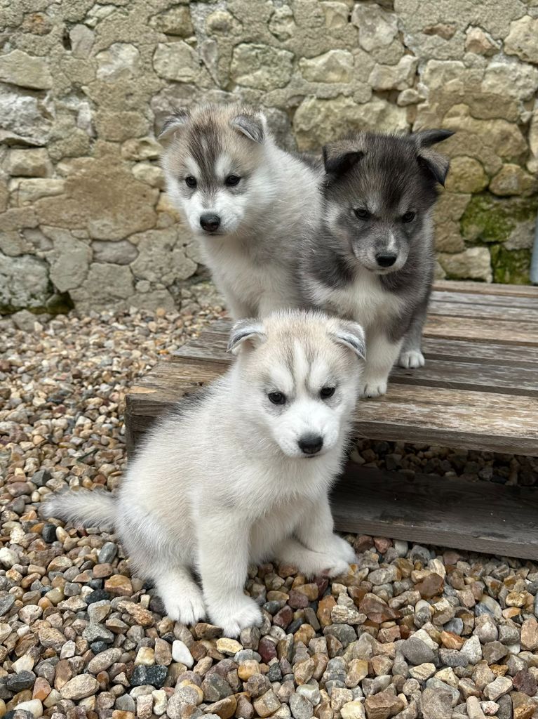 chiot Siberian Husky Alphareign