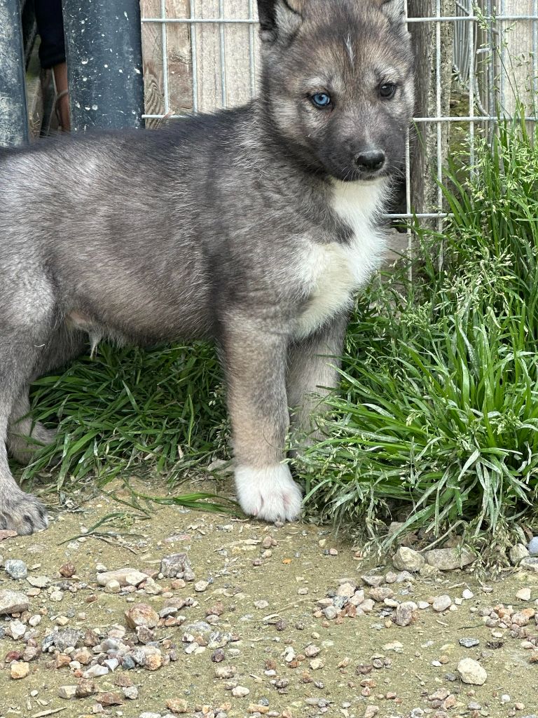 Alphareign - Chiot disponible  - Siberian Husky