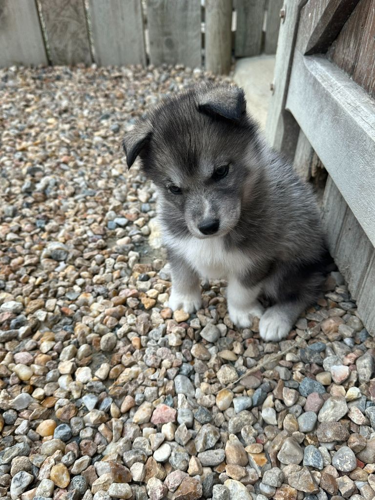 Alphareign - Chiot disponible  - Siberian Husky