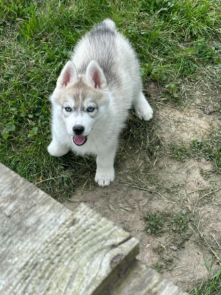 Alphareign - Chiot disponible  - Siberian Husky