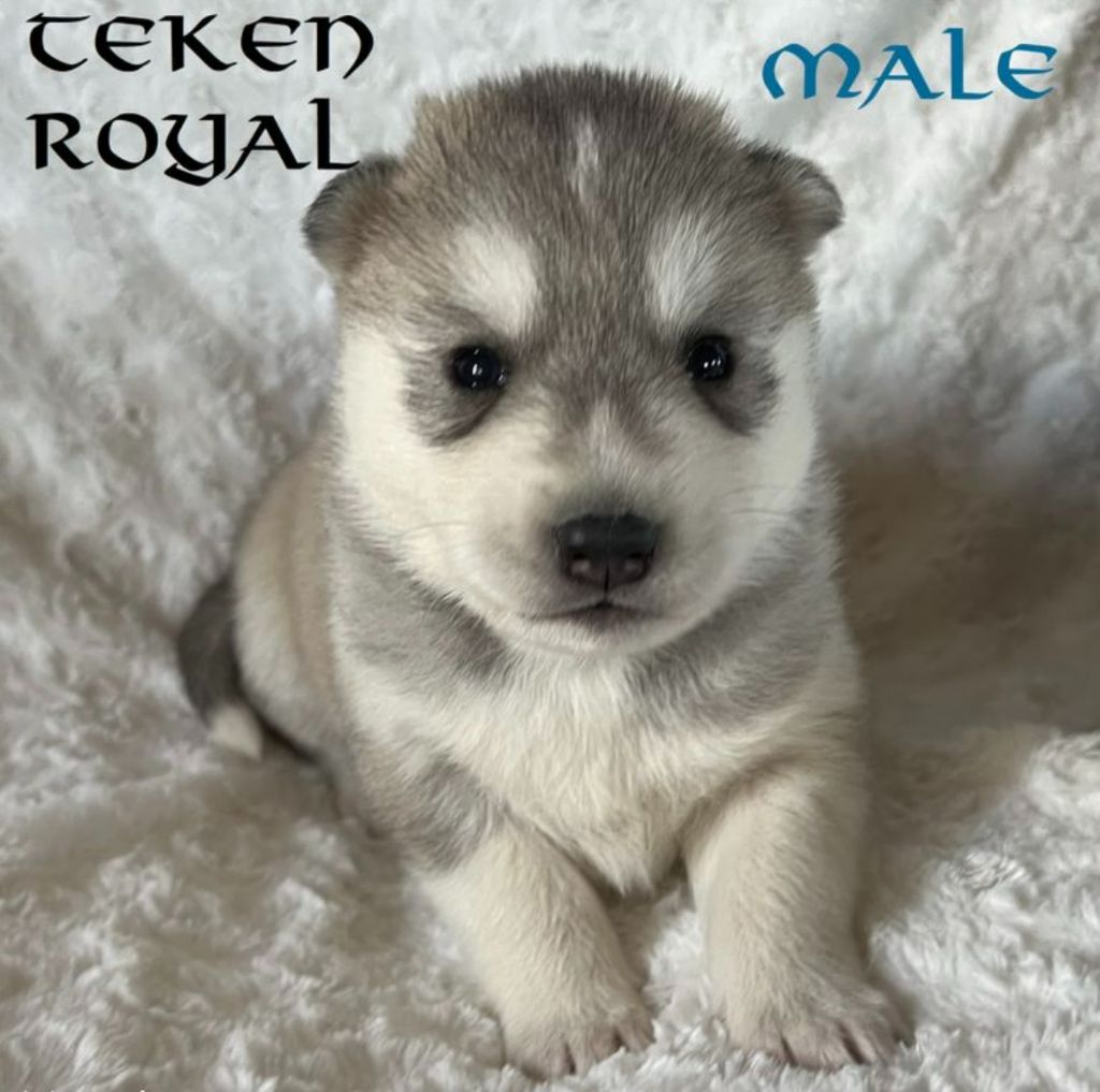 chiot Siberian Husky Alphareign