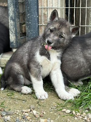 Alphareign - Siberian Husky - Portée née le 24/02/2024