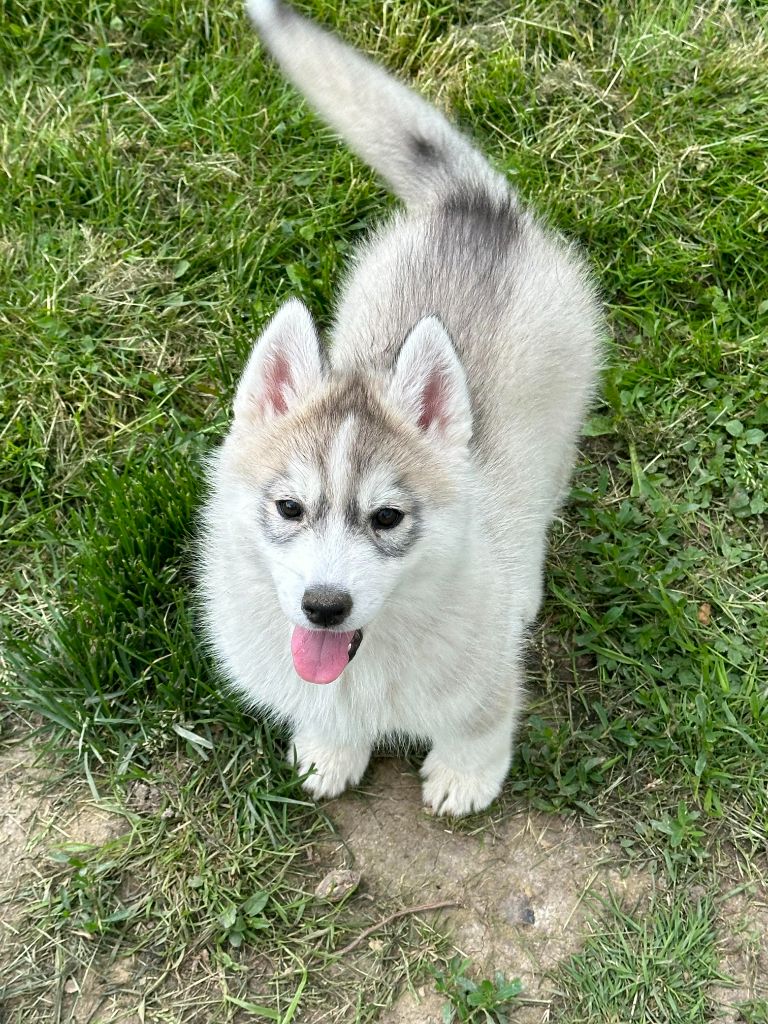 Alphareign - Chiot disponible  - Siberian Husky