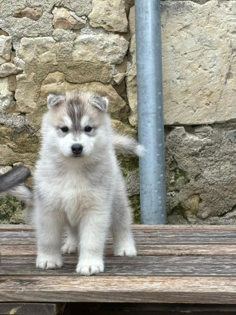 Alphareign - Chiot disponible  - Siberian Husky