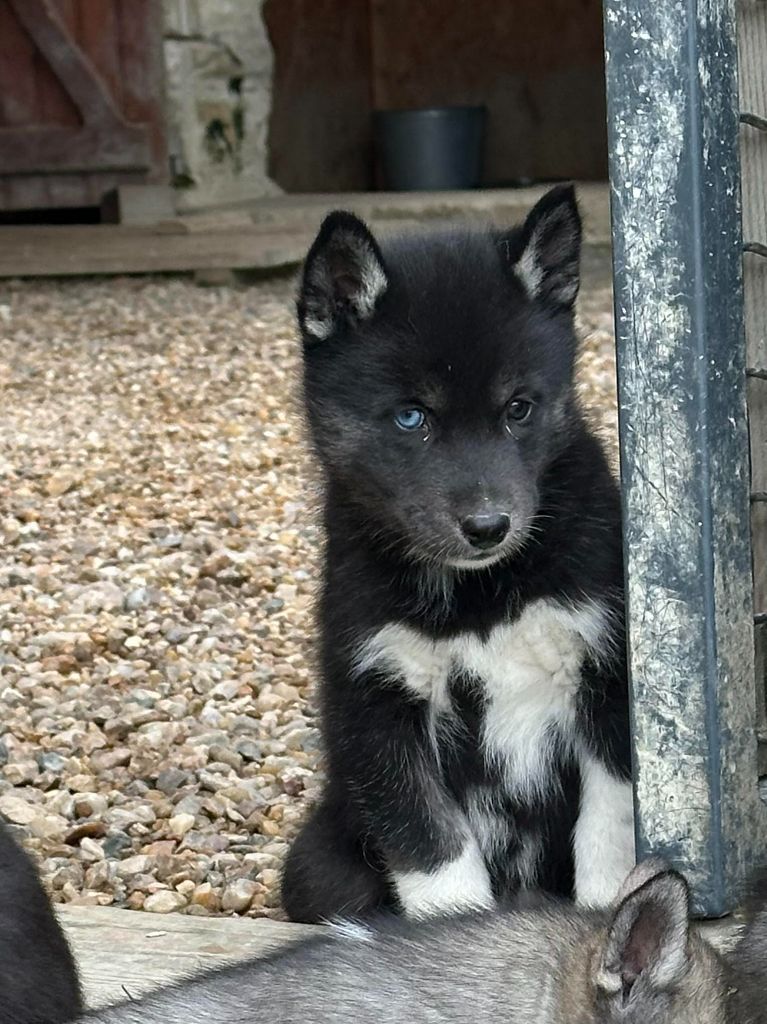 Alphareign - Chiot disponible  - Siberian Husky