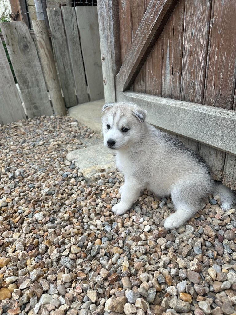 Alphareign - Chiot disponible  - Siberian Husky