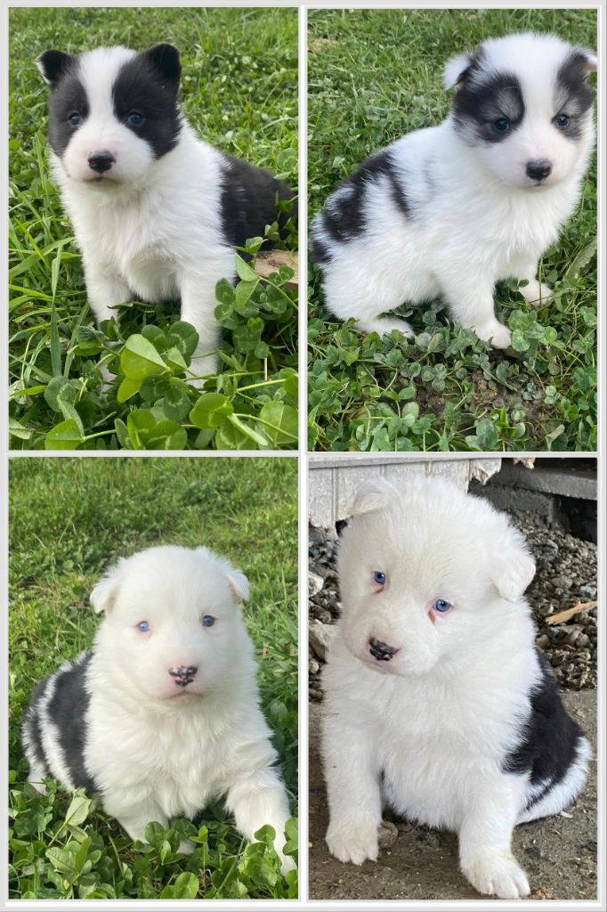 Naissance bébés Laika 