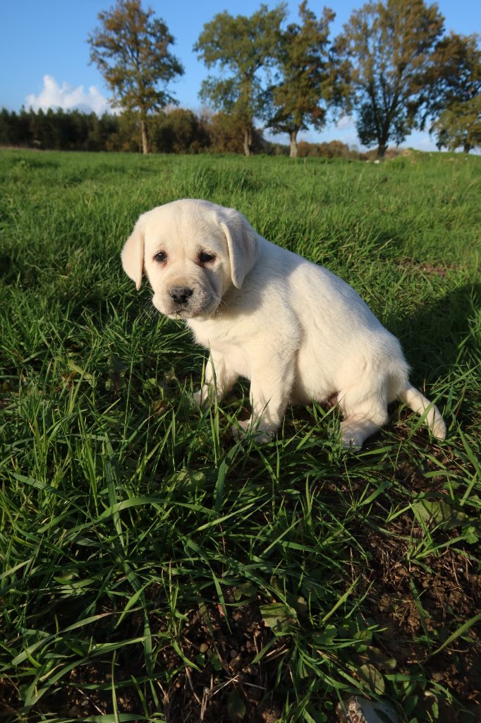 Alphareign - Chiots disponibles - Labrador Retriever