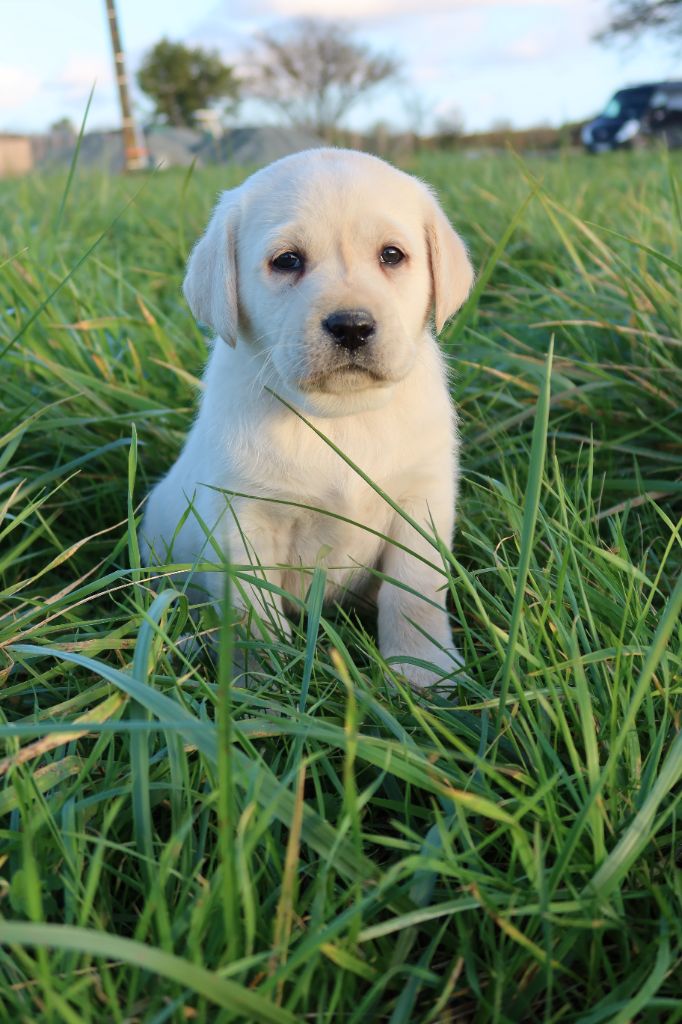 Alphareign - Chiots disponibles - Labrador Retriever