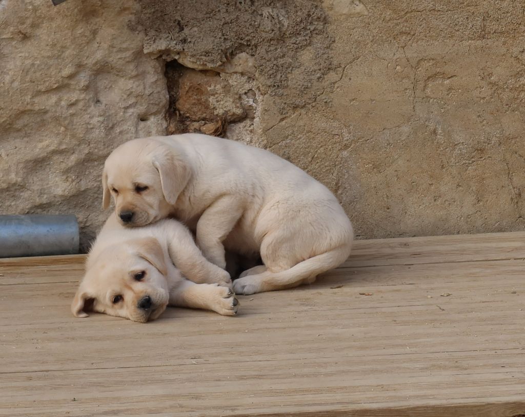 Chiot Labrador Retriever Alphareign