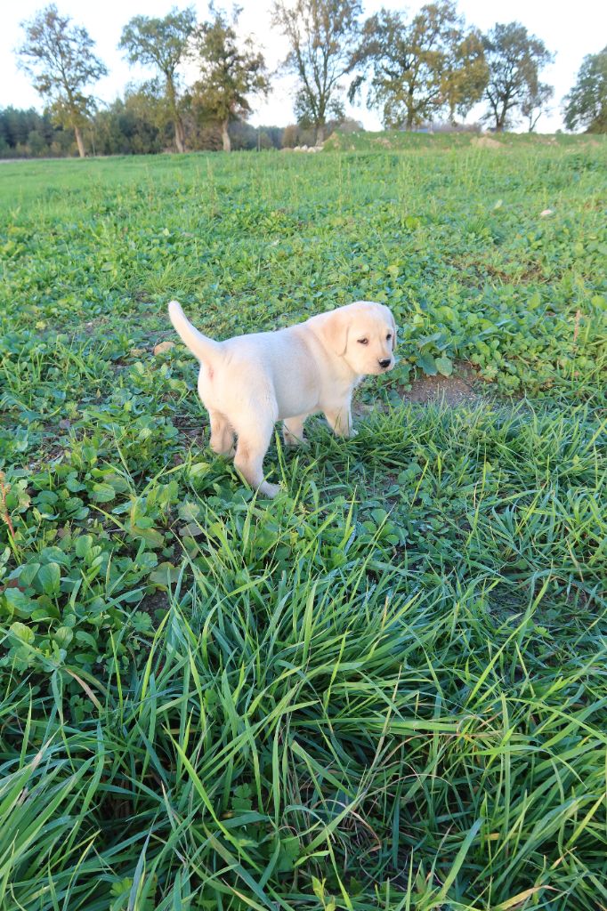 Alphareign - Chiots disponibles - Labrador Retriever