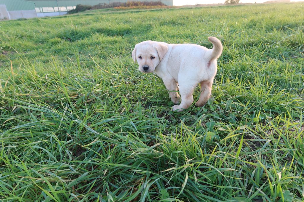 Alphareign - Chiots disponibles - Labrador Retriever